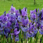 iris