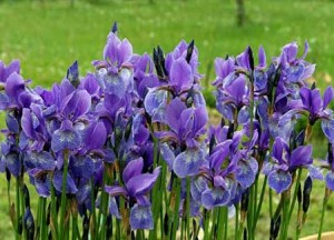 iris